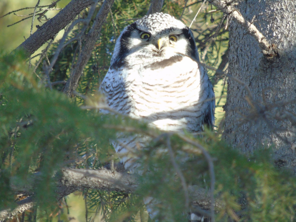 Ястребиная сова